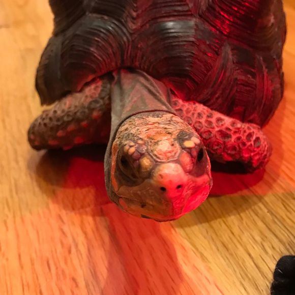 Meet your Posher, Ash - Picture 1 of 1